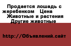 Продается лошадь с жеребенком › Цена ­ 100 -  Животные и растения » Другие животные   